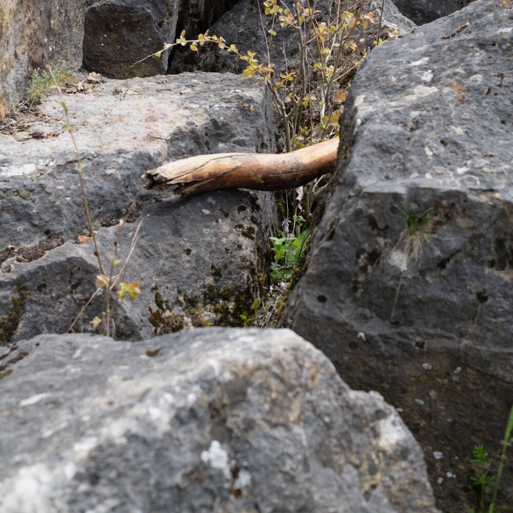 Eine Nahaufnahme von schroffen Felsen mit einem Holzzweig und kleinen Pflanzen, die dazwischen wachsen.